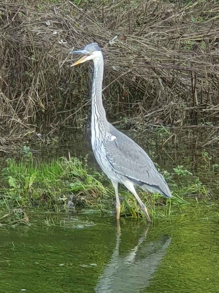 Mr Heron by rosiekind