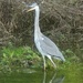 Mr Heron