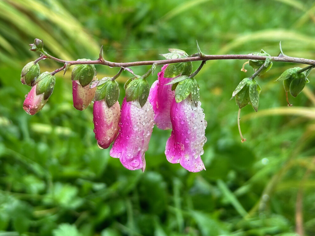 Late Foxglove by 365projectmaxine