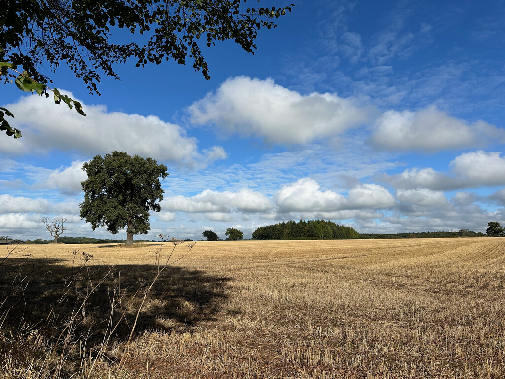 Field by 365projectmaxine