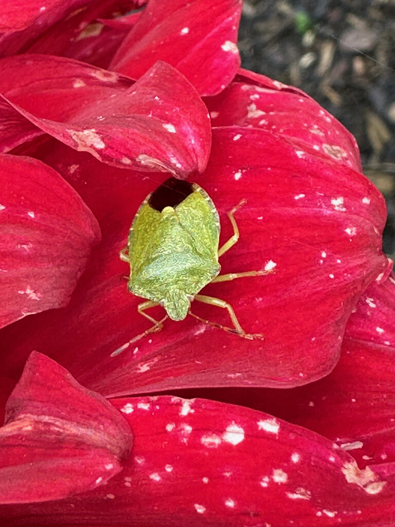 The Common Green Shield Bug by 365projectmaxine