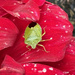 The Common Green Shield Bug