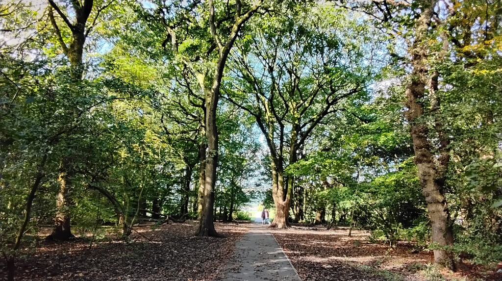 Cutwood Park woodland.  by grace55