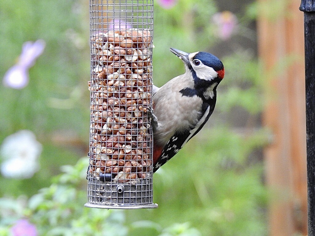 A Quick Snack Between the Showers by susiemc