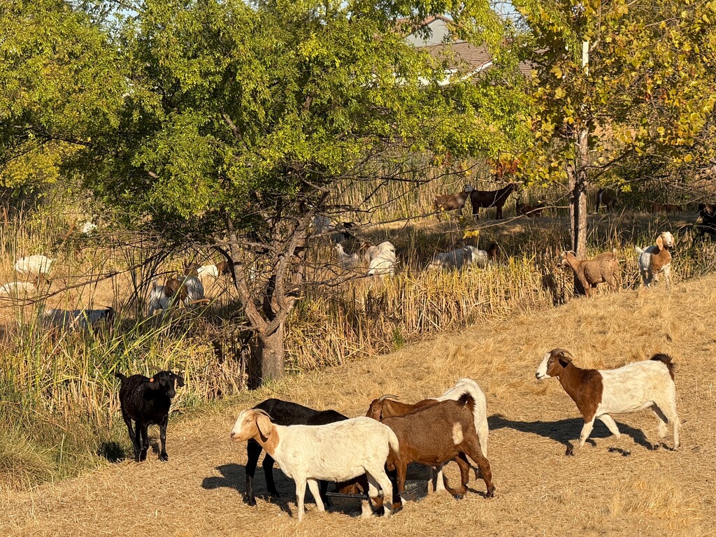 Non-sparking mowers by shutterbug49