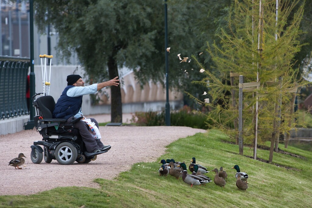 Feeding the birds  by okvalle