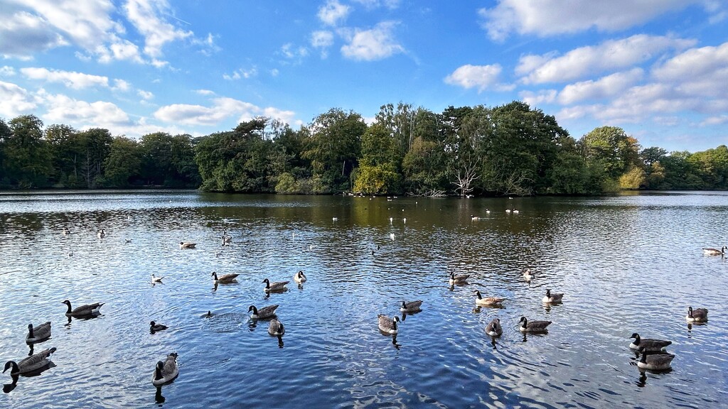 Geese & Gulls by carole_sandford