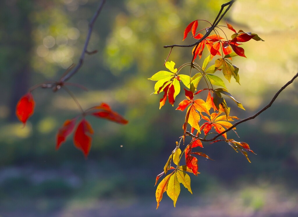 Branches of Autumn Colors by lynnz