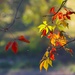 Branches of Autumn Colors