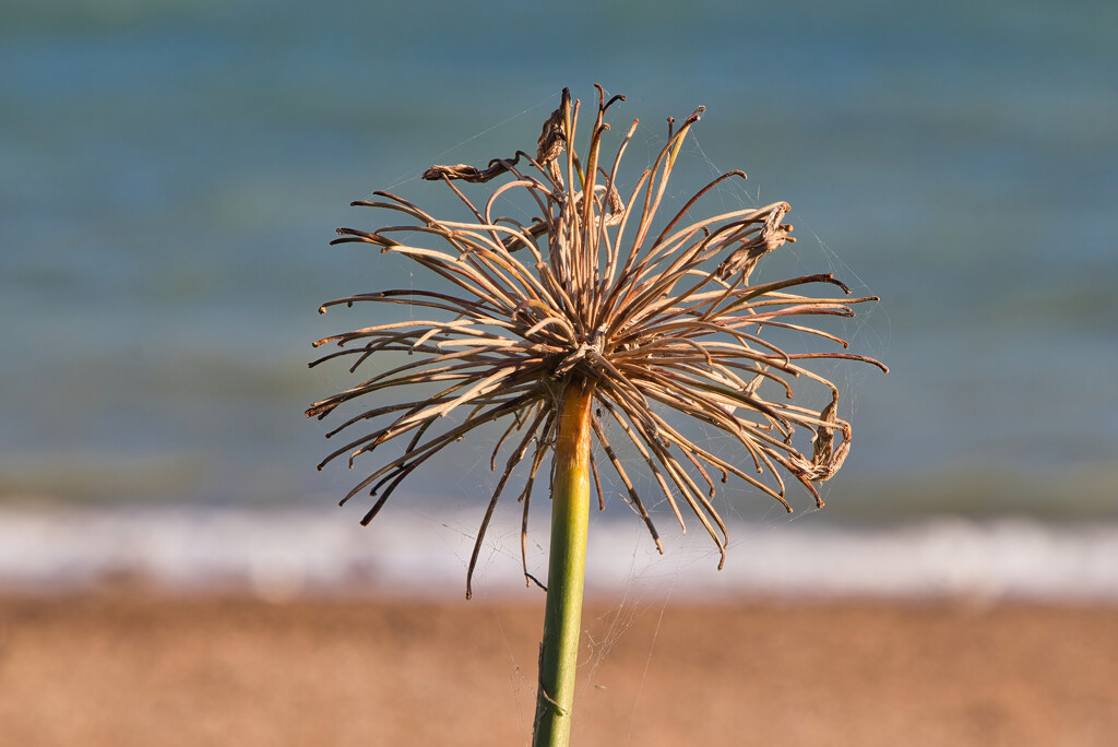 Bloom of Death by gaf005