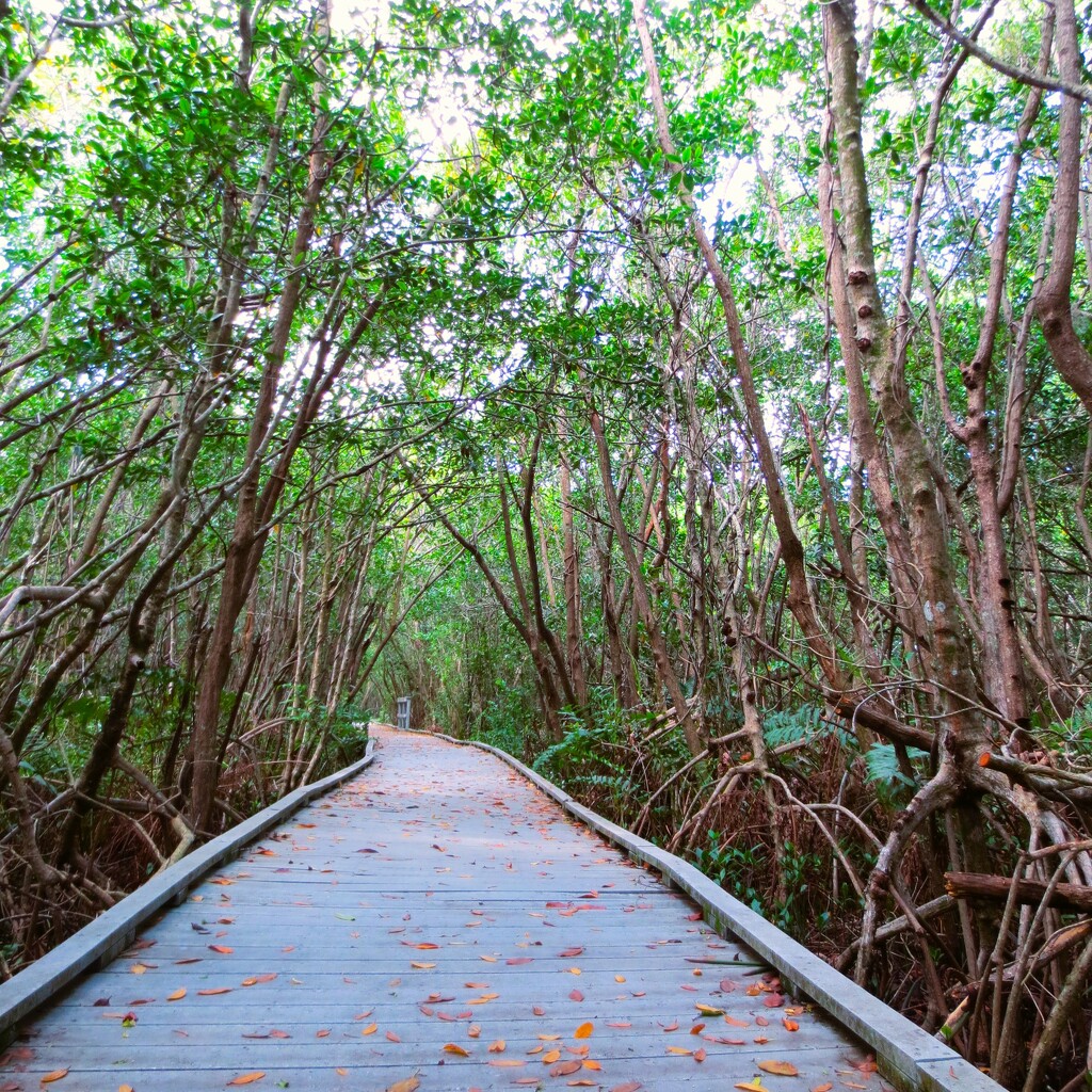 Mangroves  by photohoot