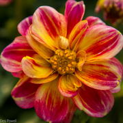 6th Oct 2024 - Dahlia (I think?)