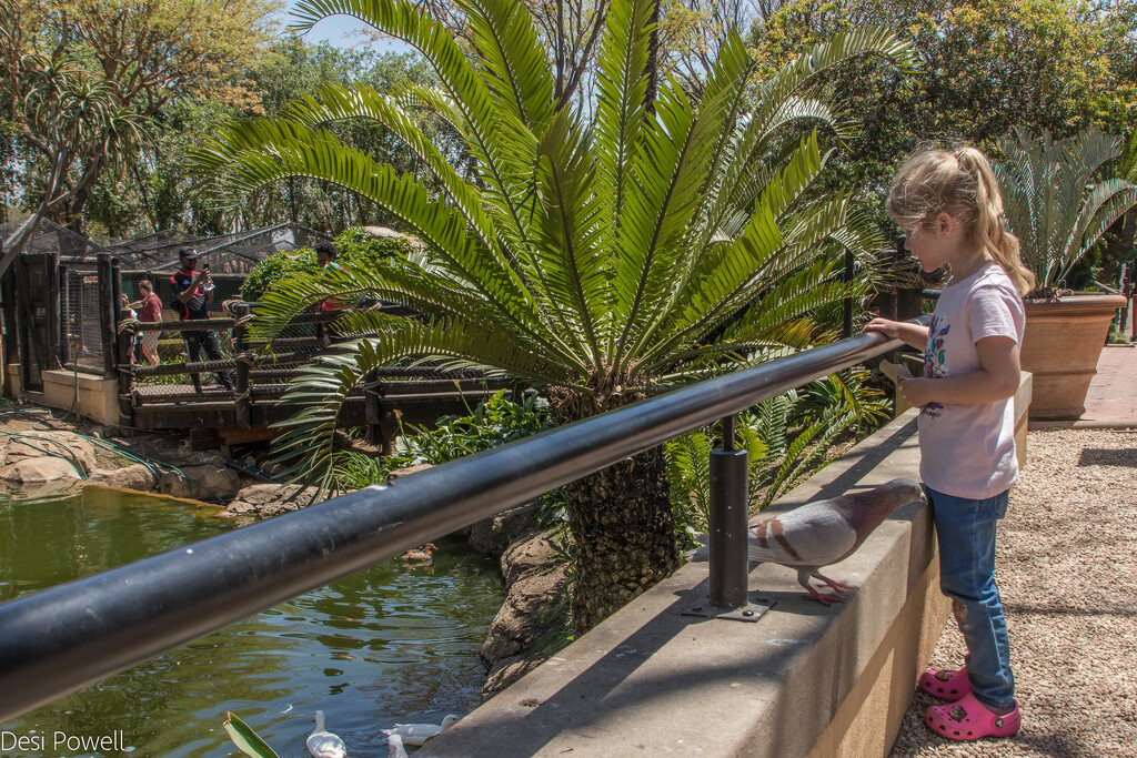 Feeding the ducks by seacreature