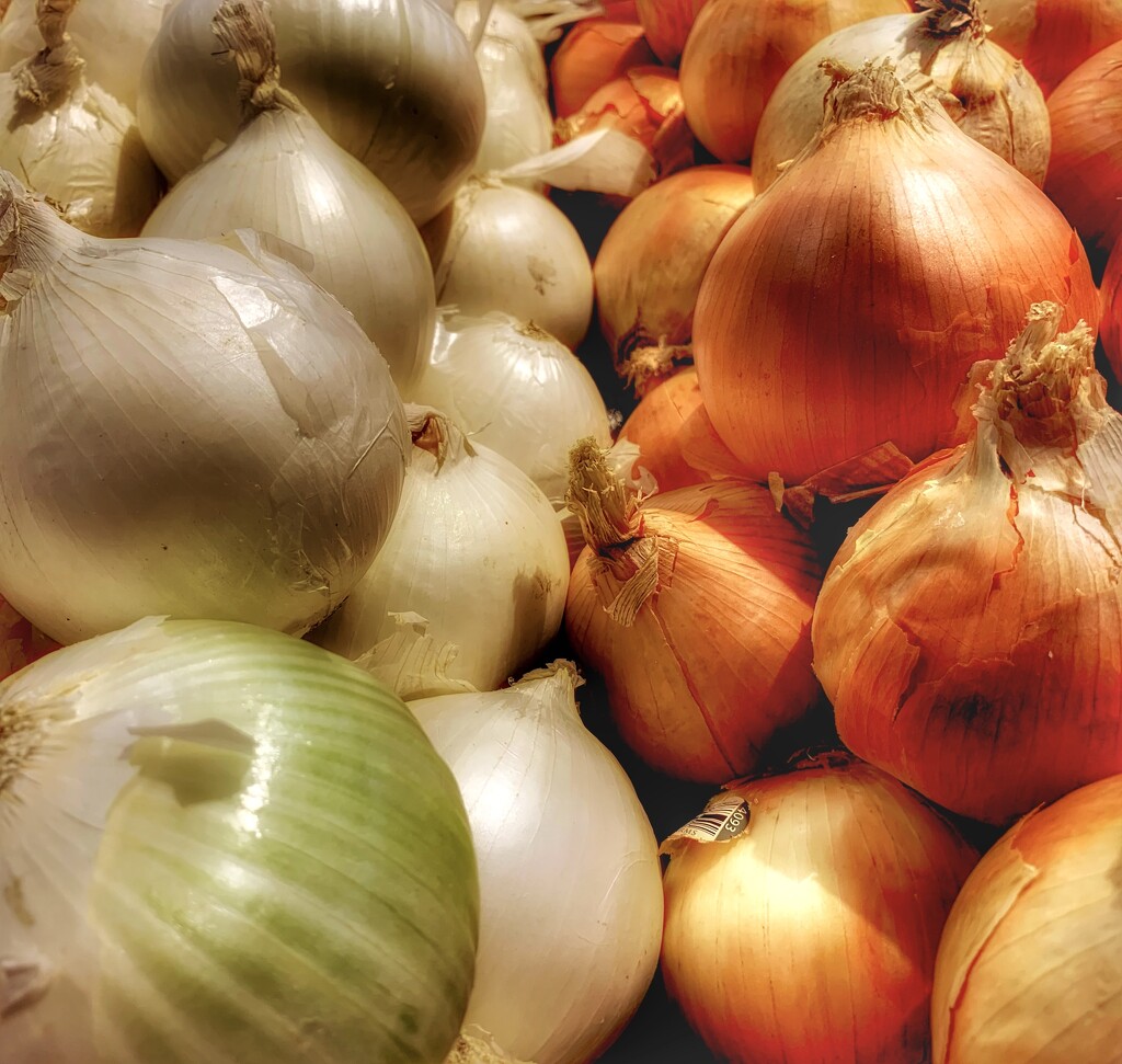 Onions (6) by rensala