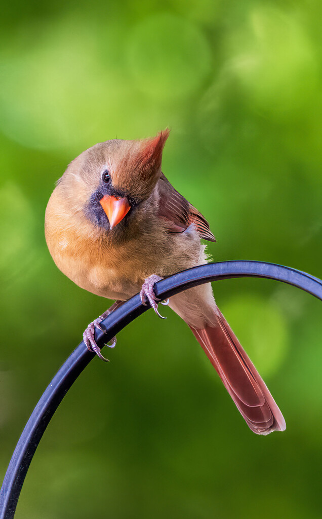 On the Lookout by kvphoto