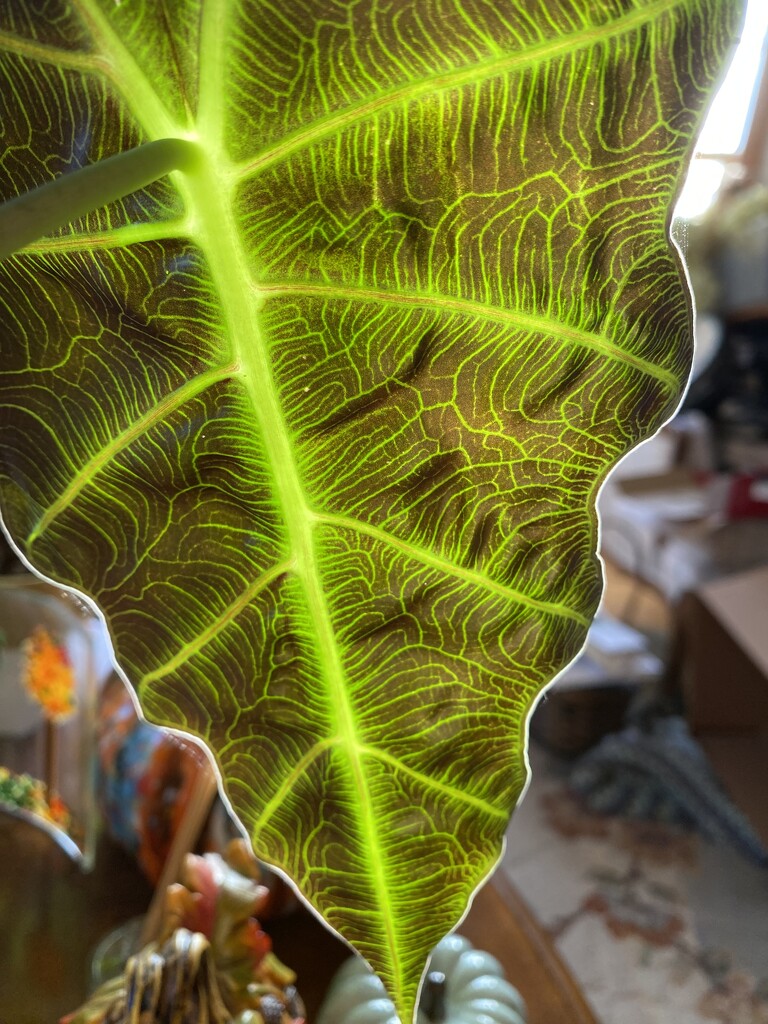 Sun streaming thru the back of an Alocasia leaf by mtb24