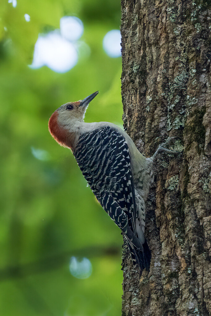 Red Bellied Woodpecker by kvphoto