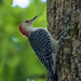 Red Bellied Woodpecker