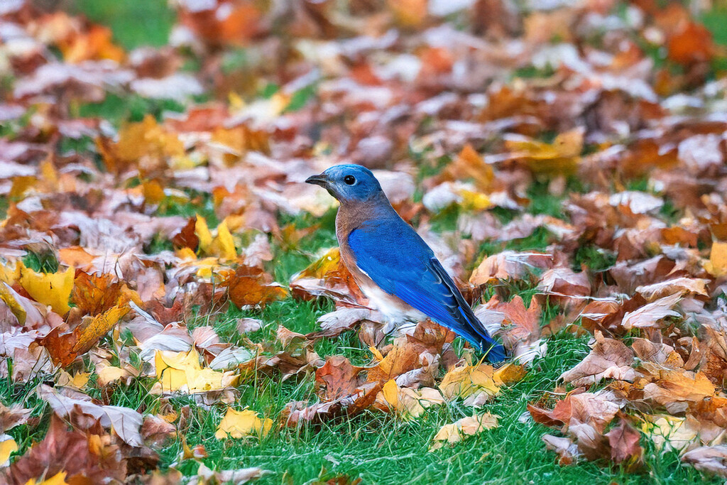 Bluebird in Autumn Leaves by kvphoto