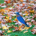 Bluebird in Autumn Leaves