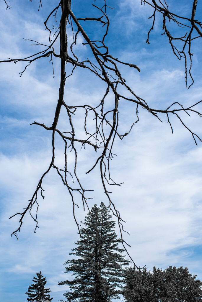 Branches by darchibald