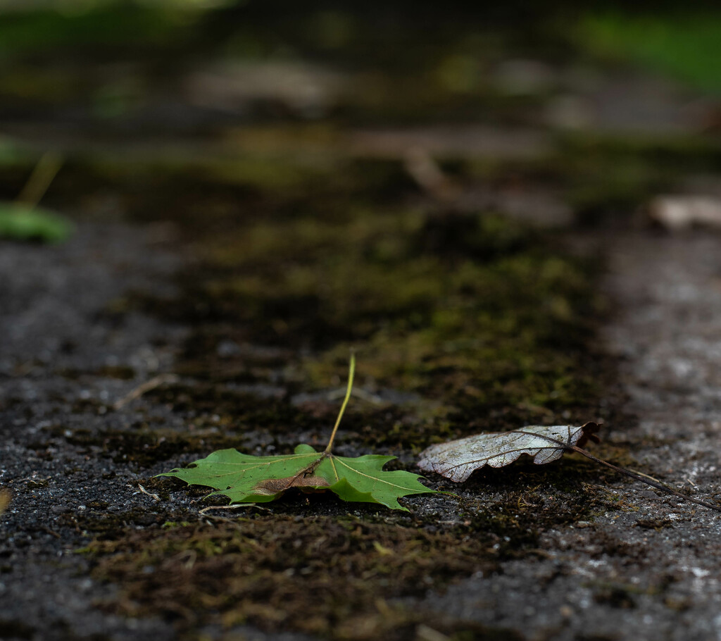 Sidewalk Moss-2 by darchibald