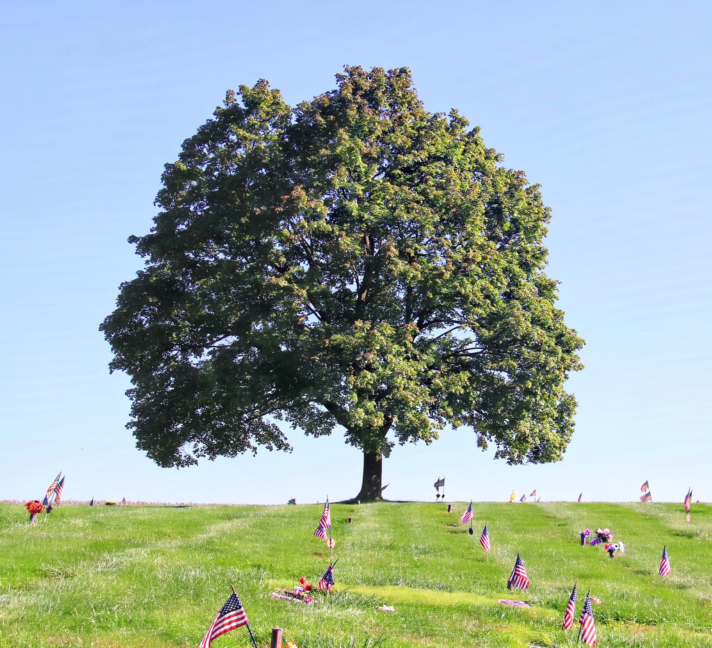 Tree In Cemetery  by digitalrn