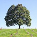 Tree In Cemetery 