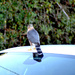 Cooper's Hawk Visiting