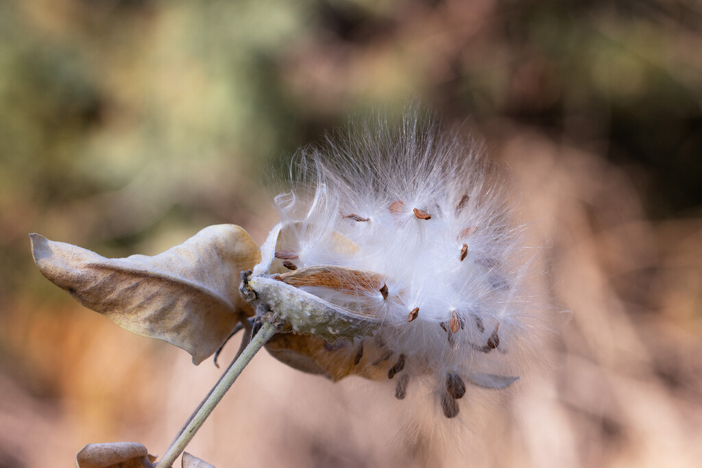 milkweed pod by aecasey