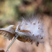 milkweed pod