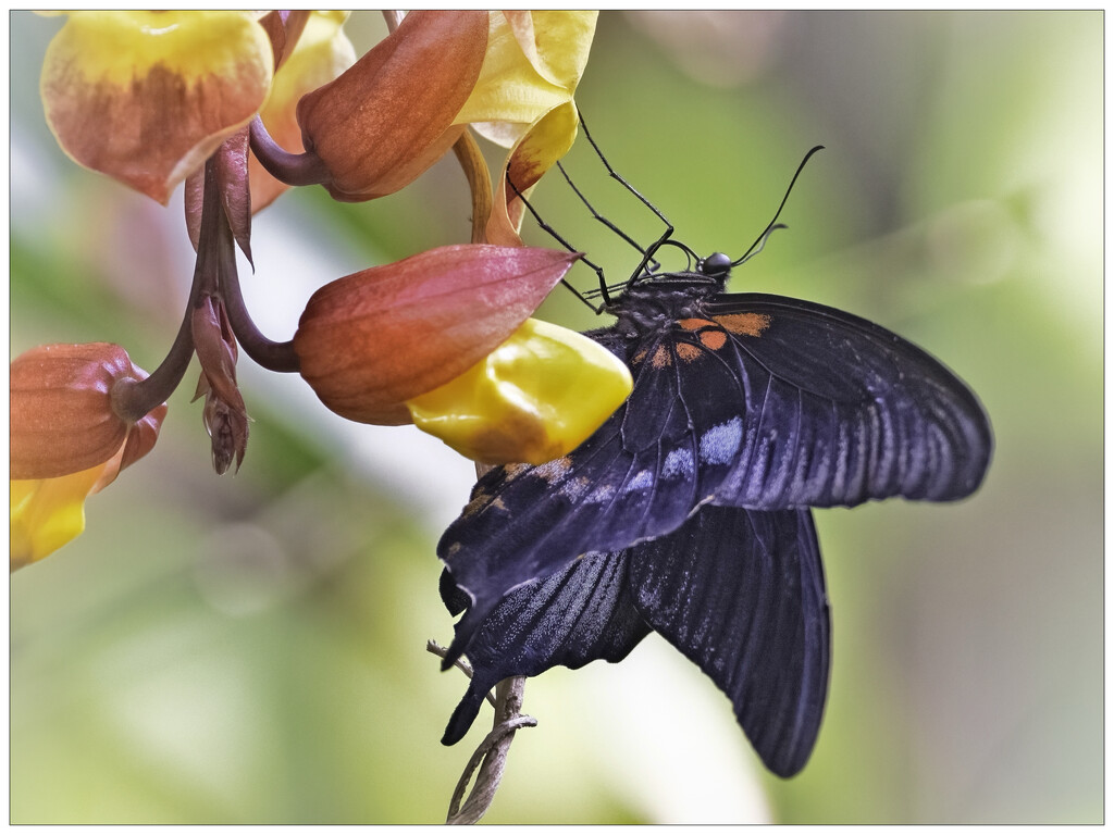 Papilio Memnon by aikiuser