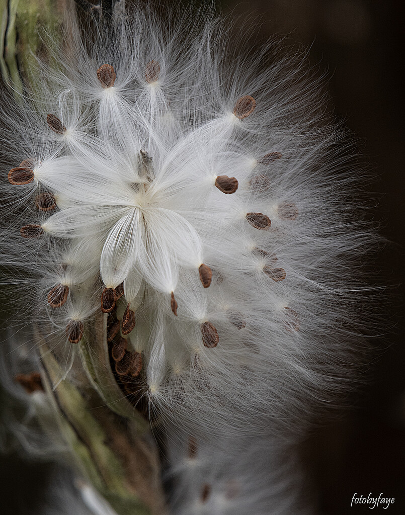 Milkweed bursting by fayefaye