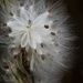 Milkweed bursting