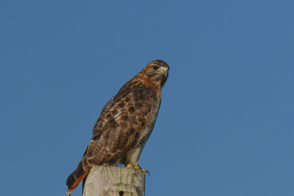 Just Another Red-Tailed Hawk by kareenking