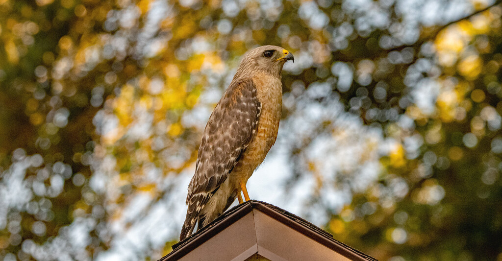 Red Shouldered Hawk on the Roof! by rickster549