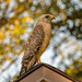 Red Shouldered Hawk on the Roof!