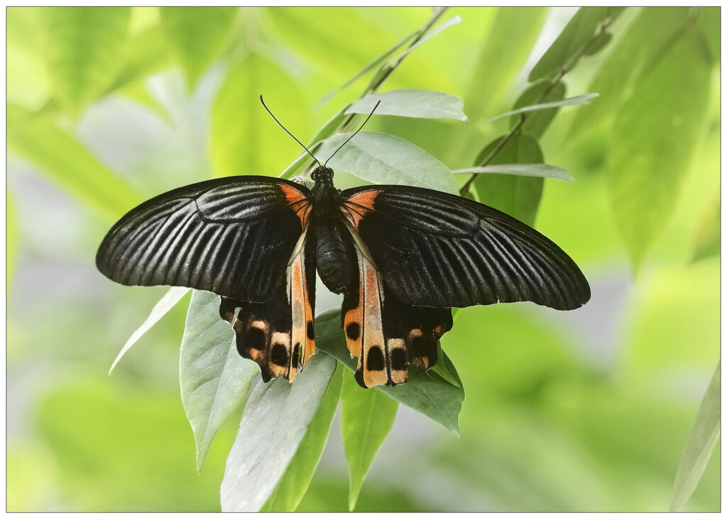 Scarlet Mormon by aikiuser