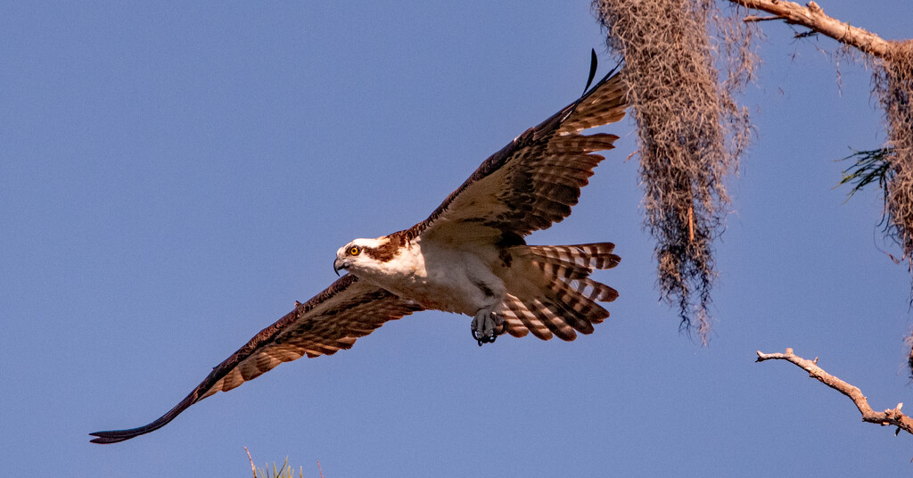 Osprey Taking Off! by rickster549