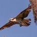 Osprey Taking Off!