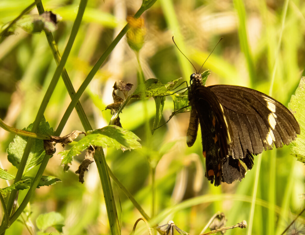 Orchard Butterfly by koalagardens