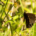 Orchard Butterfly