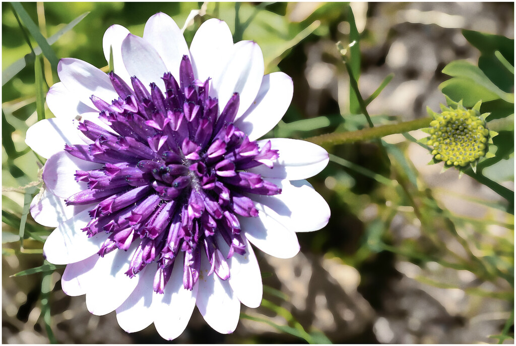 A new Cape Daisy variety by ludwigsdiana