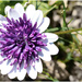 A new Cape Daisy variety