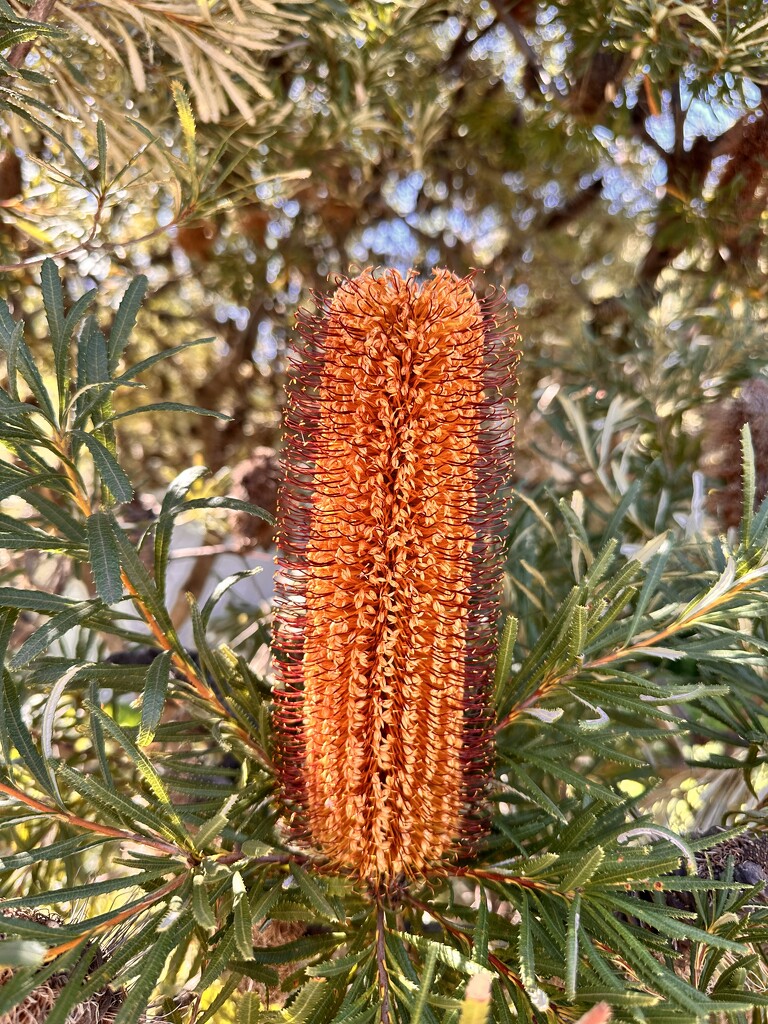 Banksia by kjarn