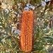 Banksia