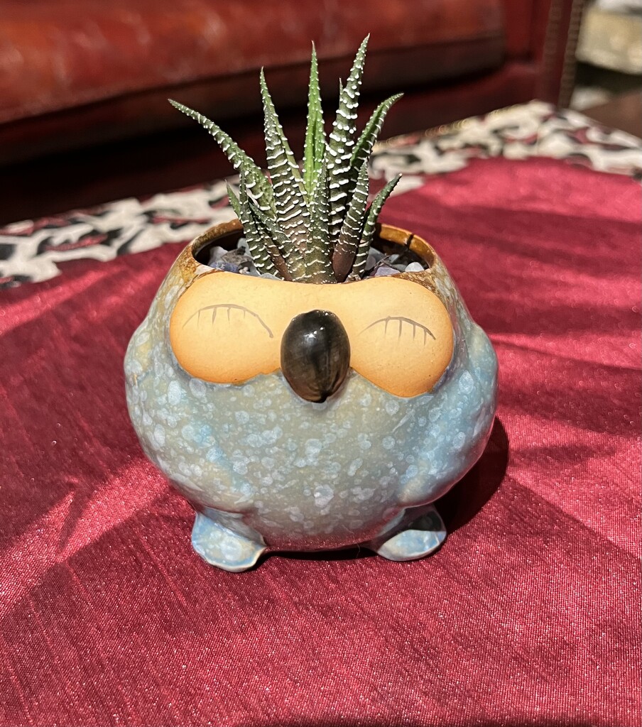 Zebra Succulent in an Owl Flowerpot by peekysweets