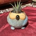 Zebra Succulent in an Owl Flowerpot