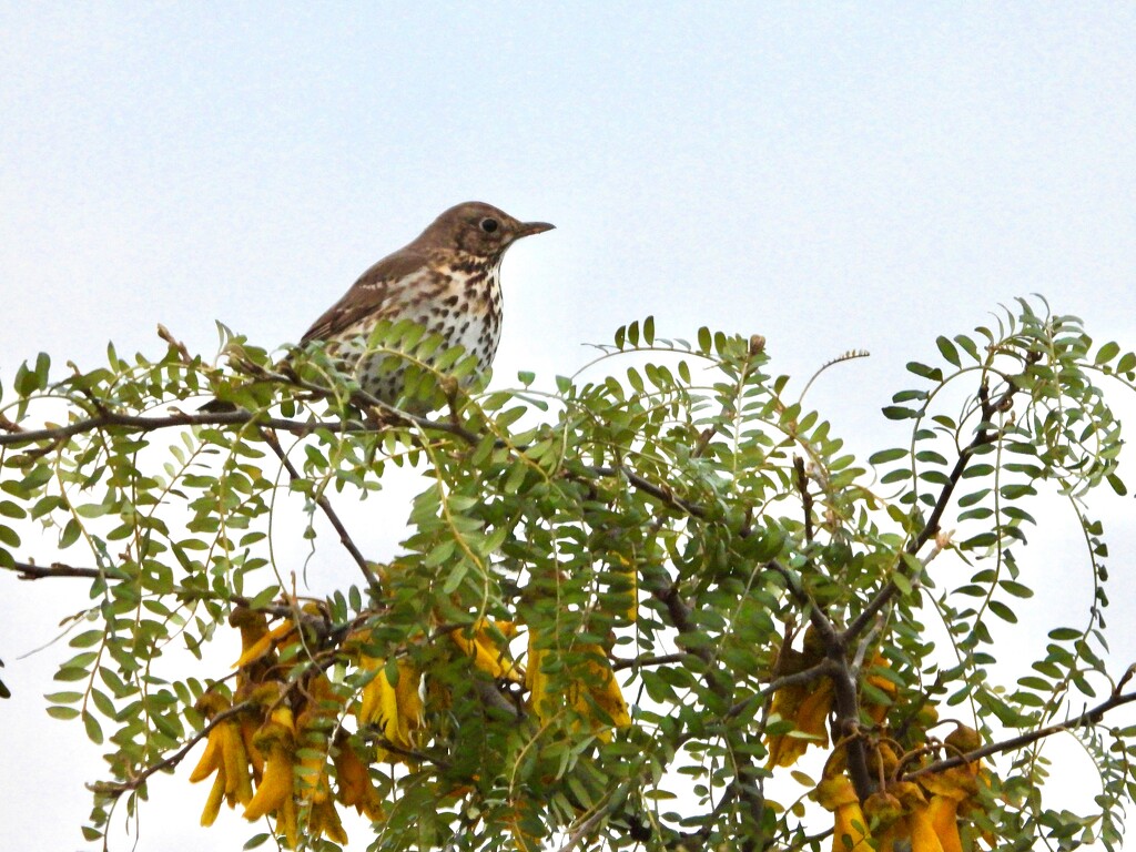 The Thrush's sweet song.. by maggiemae