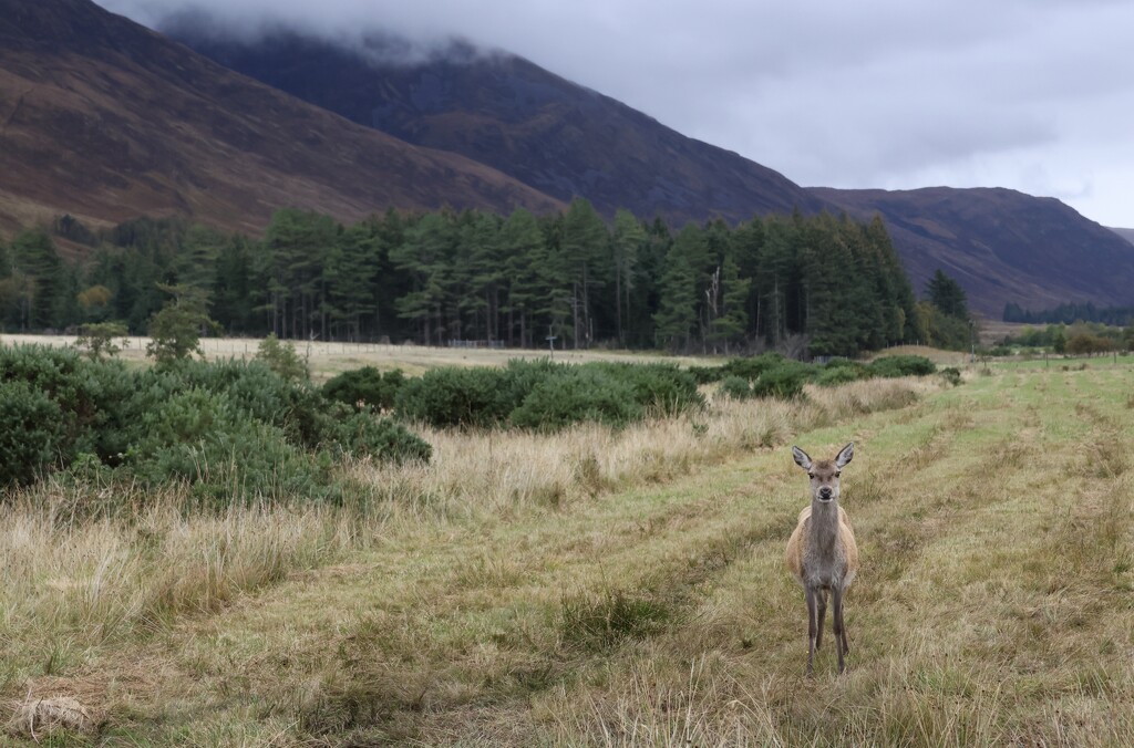 Applecross Deer by jamibann